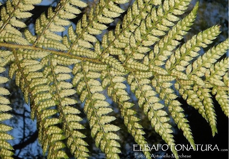 Felce: Dryopteris sp da determinare